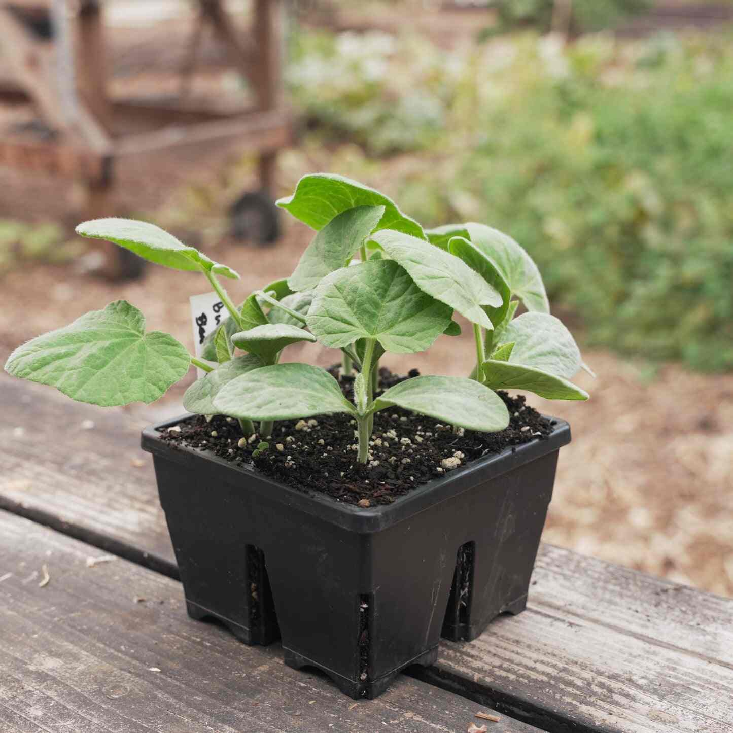 Epic 4-Cell Seed Starting Trays - Image 8