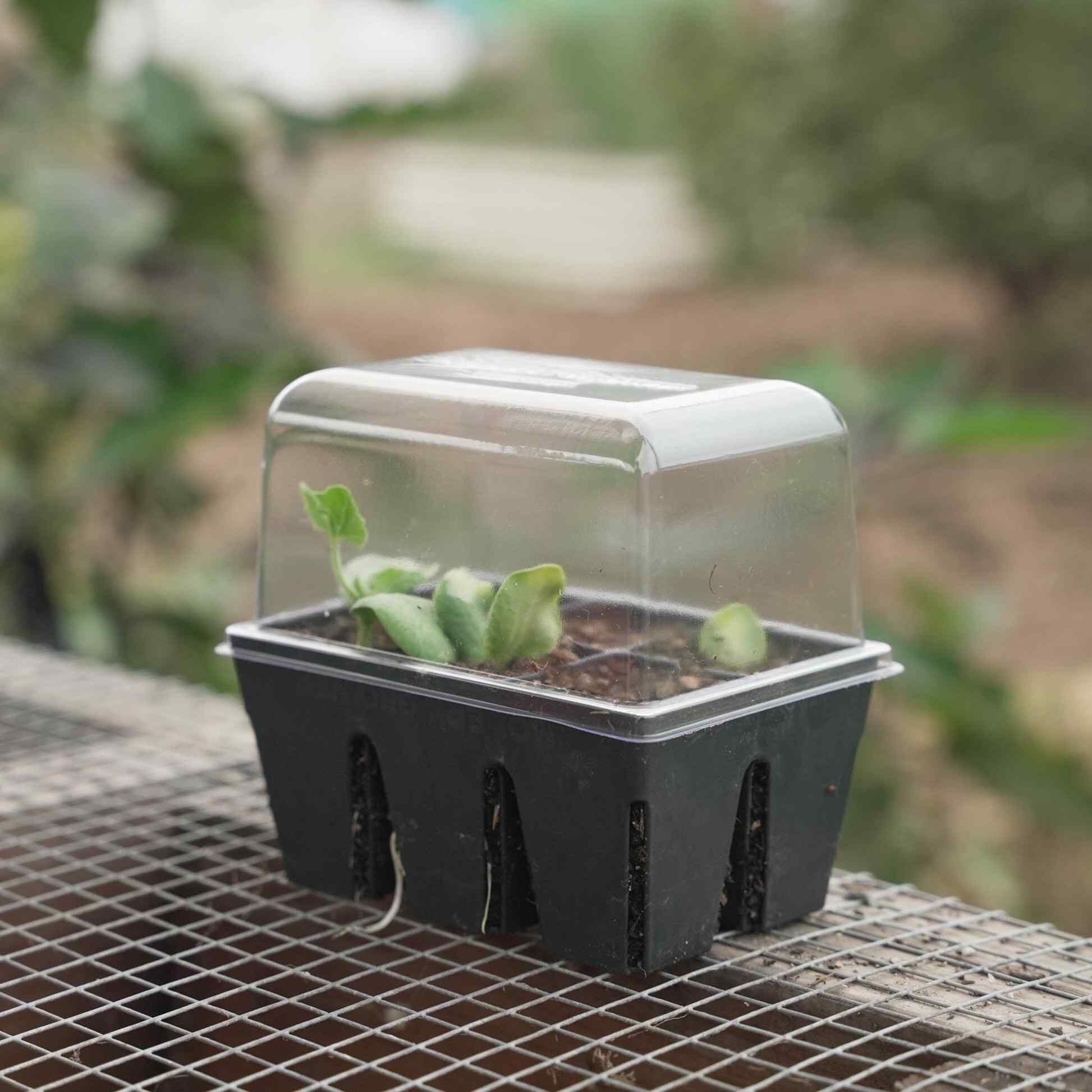 Epic Humidity Domes & Bottom Trays (6-Cell) - Image 4