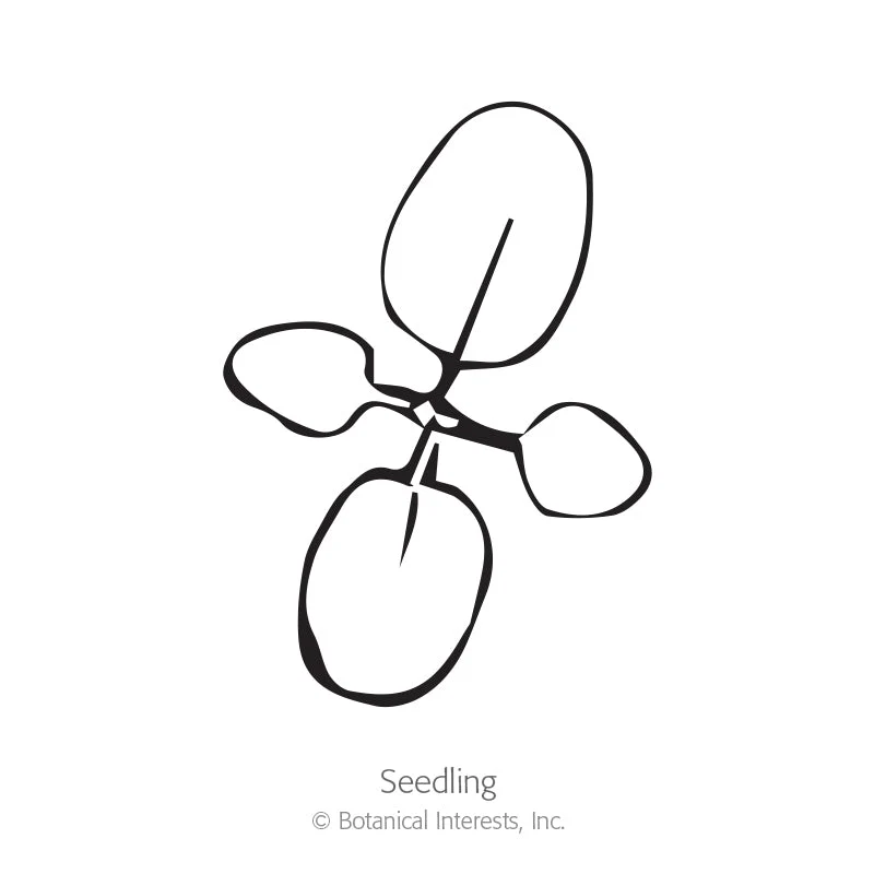 Eucalyptus Silver Drop - Image 2