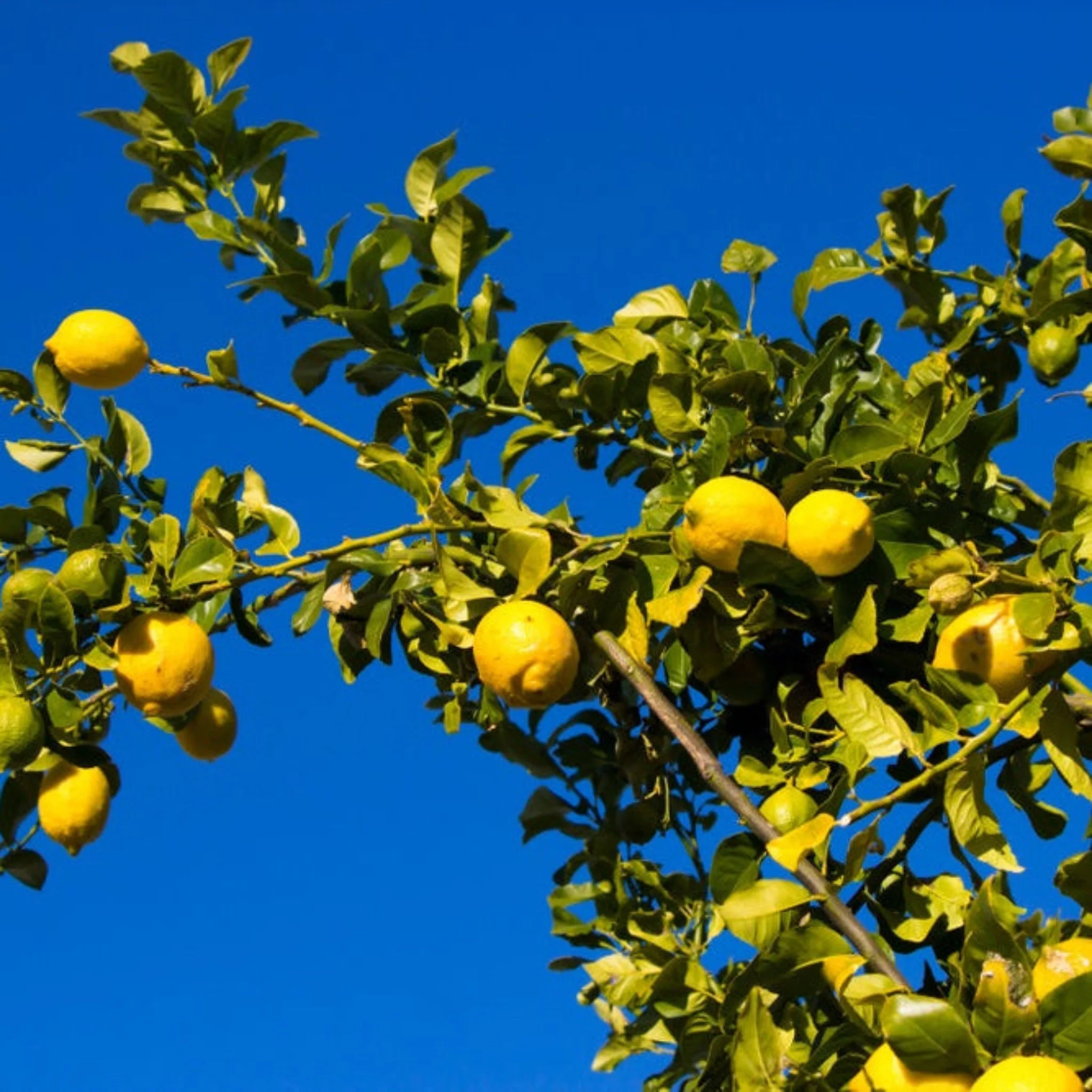 Eureka Lemon Tree - Image 2