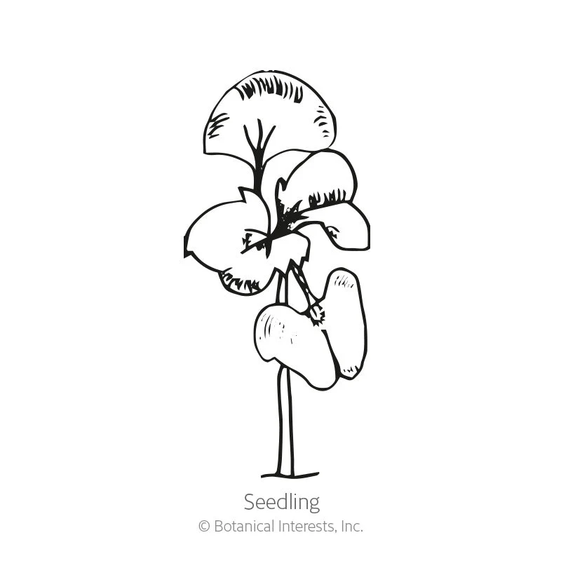 Everleaf Emerald Towers Basil Seeds - Image 2