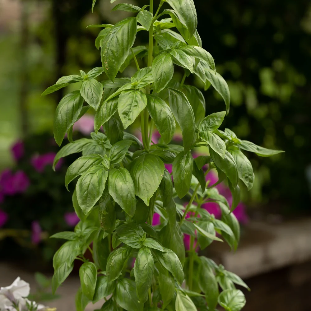 Everleaf Emerald Towers Basil Seeds - Image 4