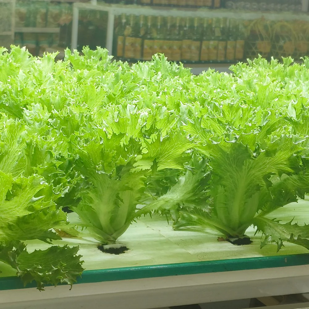 Ezrilla Leaf Lettuce Seeds - Image 4
