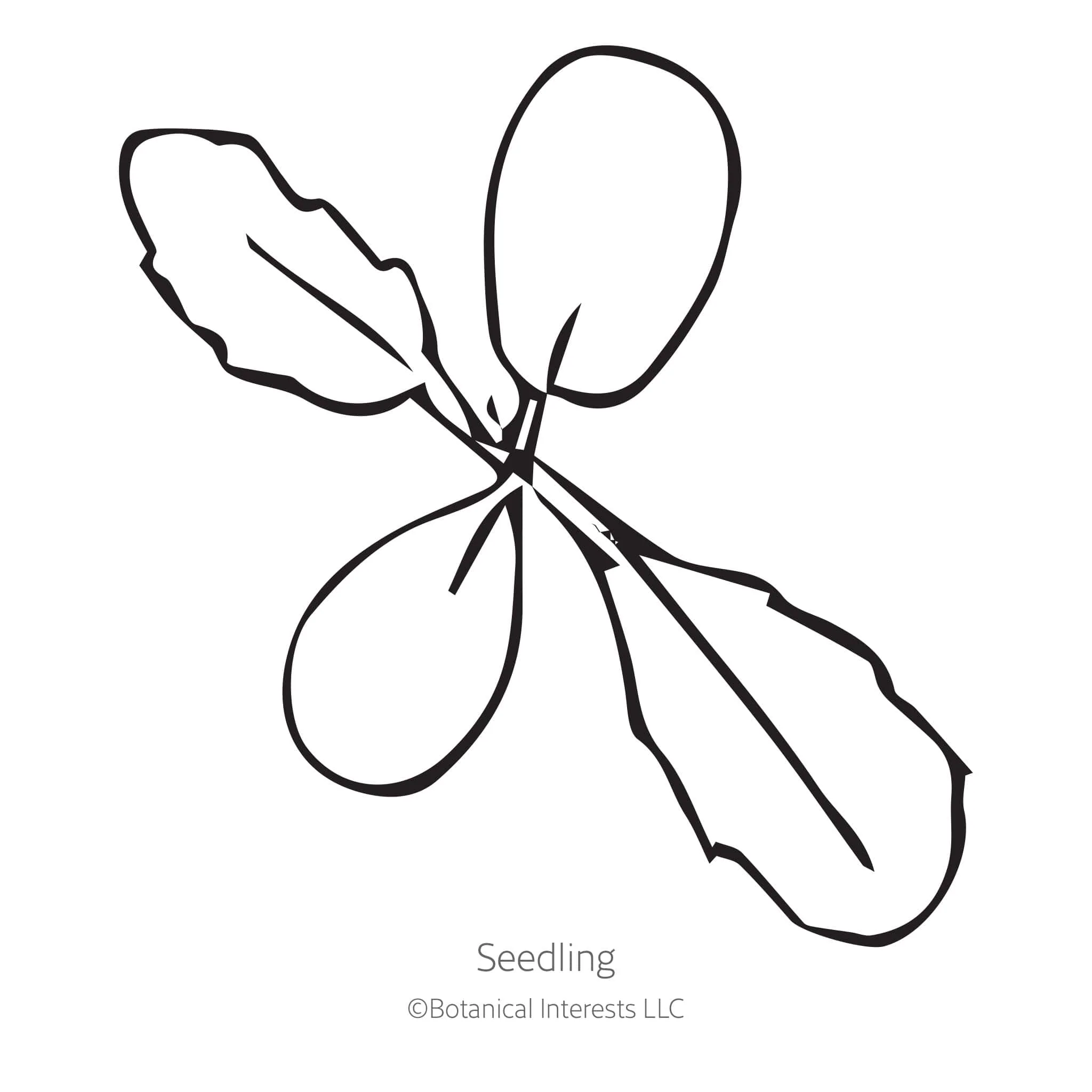 Fata Morgana Scabiosa Seeds - Image 2