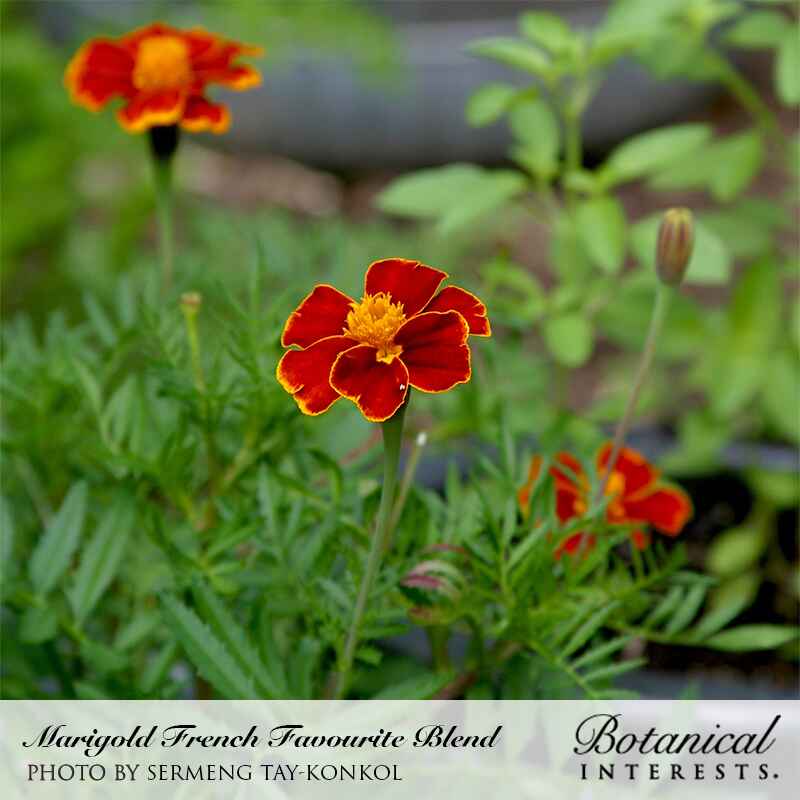 Favourite Blend French Marigold Seeds - Image 4