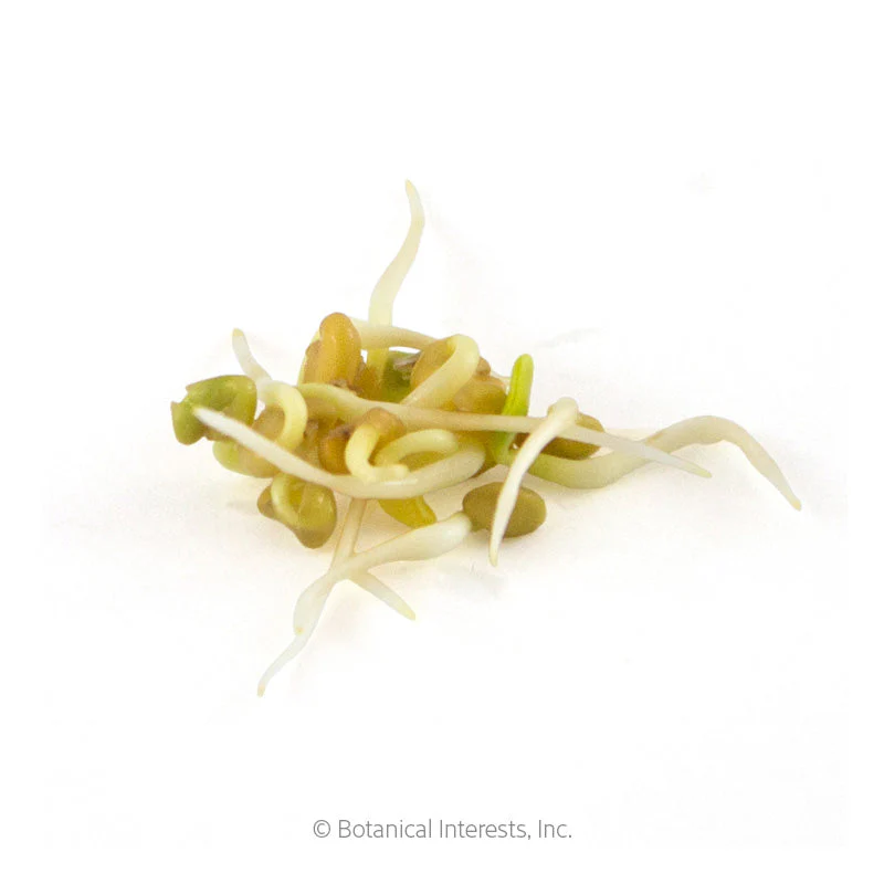 Fenugreek Sprouts Seeds - Image 3