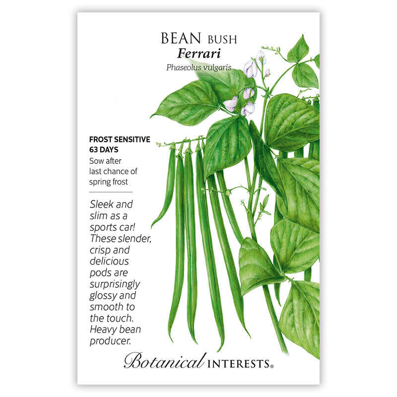 Ferrari Bush Bean Seeds - Image 3