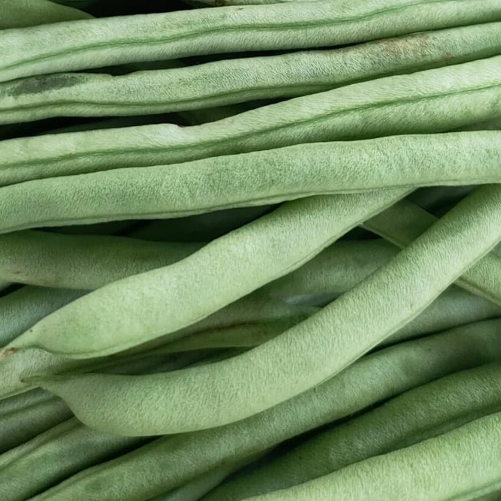 Ferrari Bush Bean Seeds - Image 4