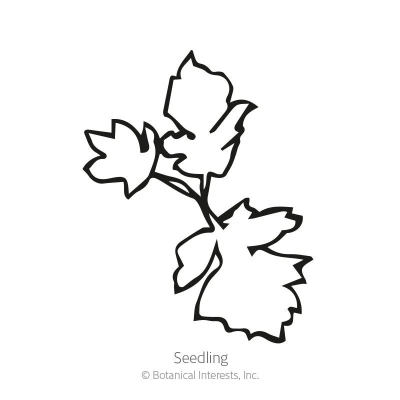 Feverfew Seeds - Image 2