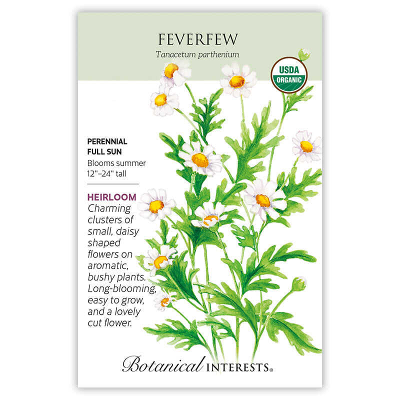 Feverfew Seeds - Image 3