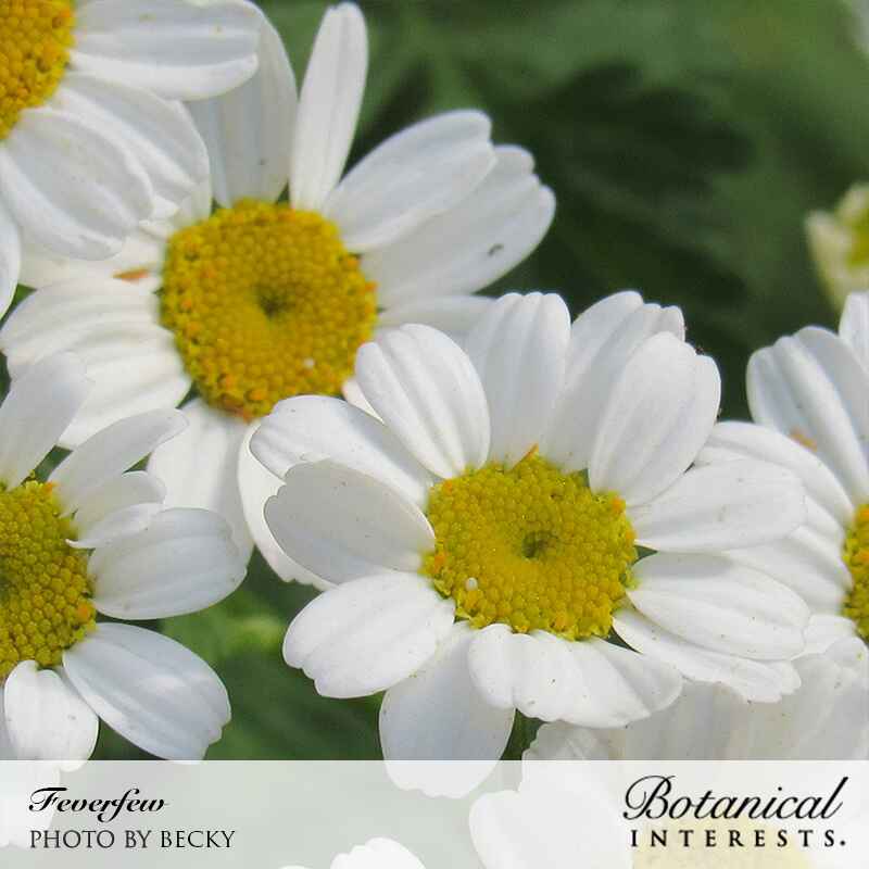 Feverfew Seeds - Image 5