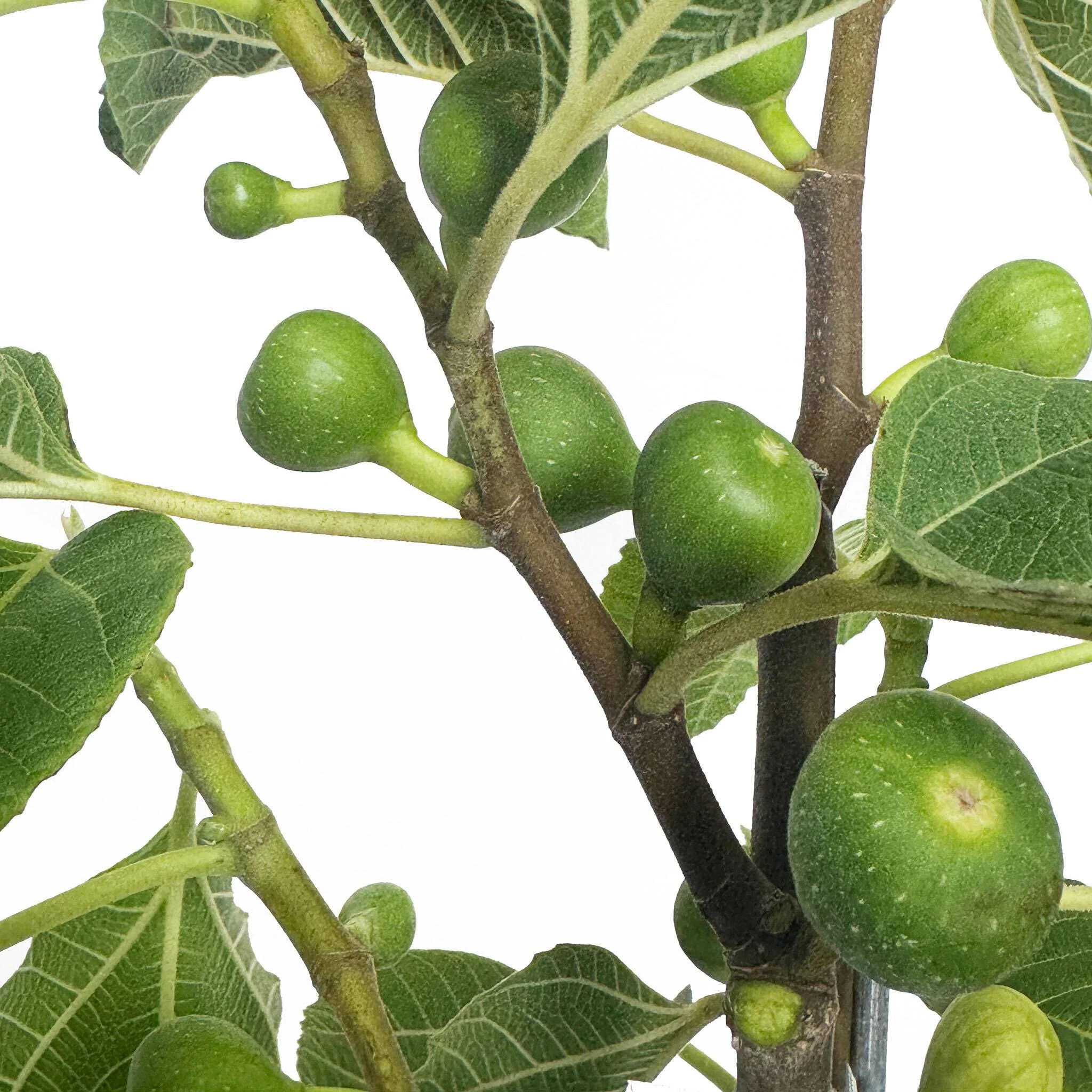 Fignomenal Fig - Image 2