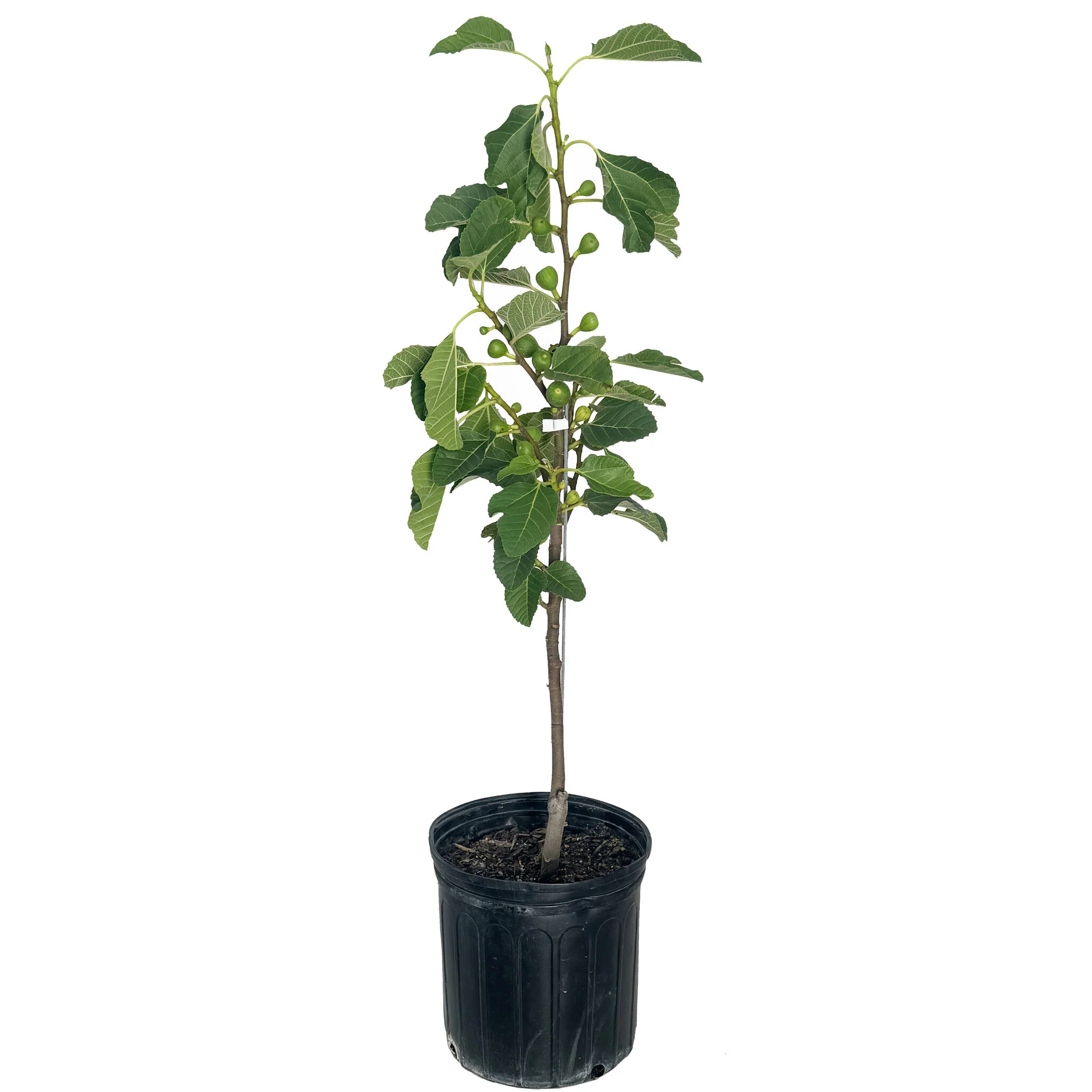 Fignomenal Fig - Image 3