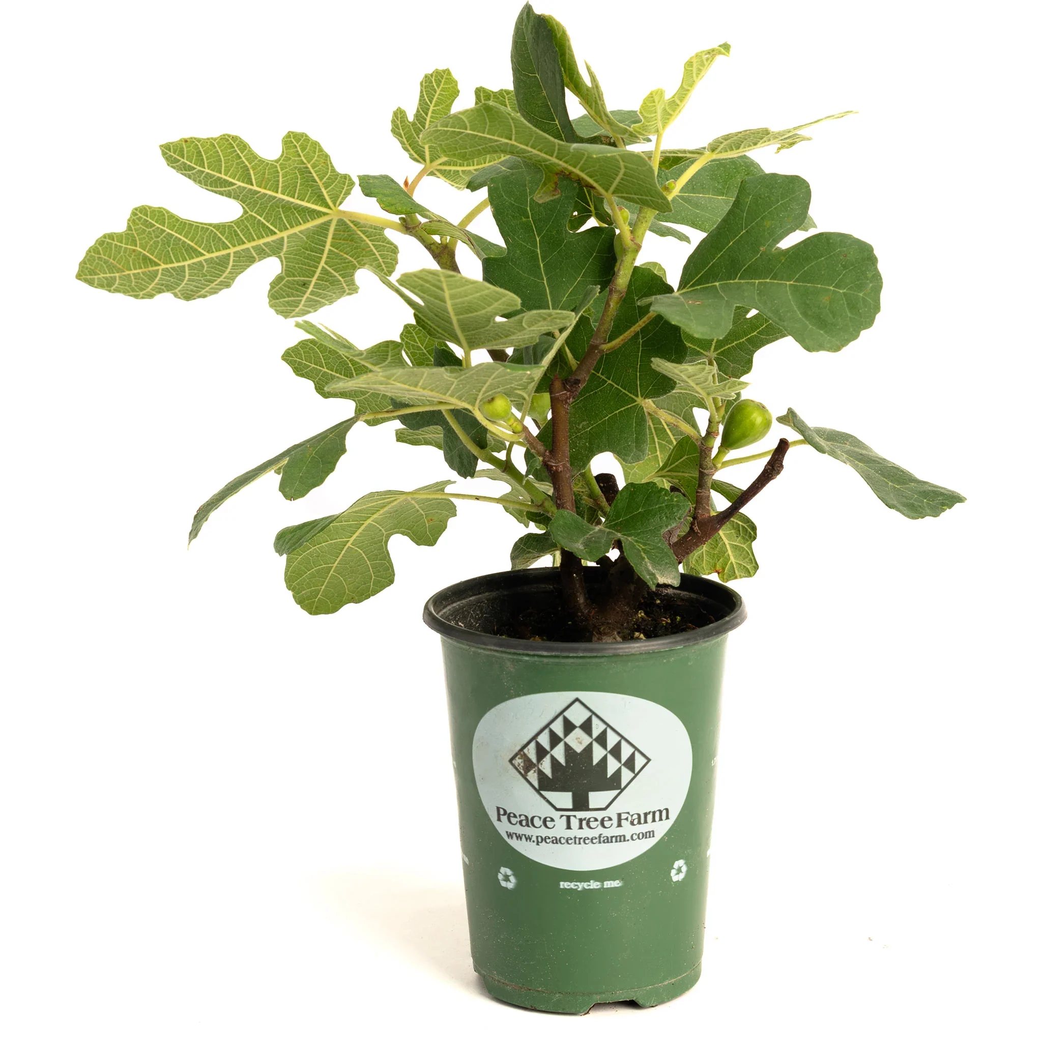 Fignomenal Fig - Image 4