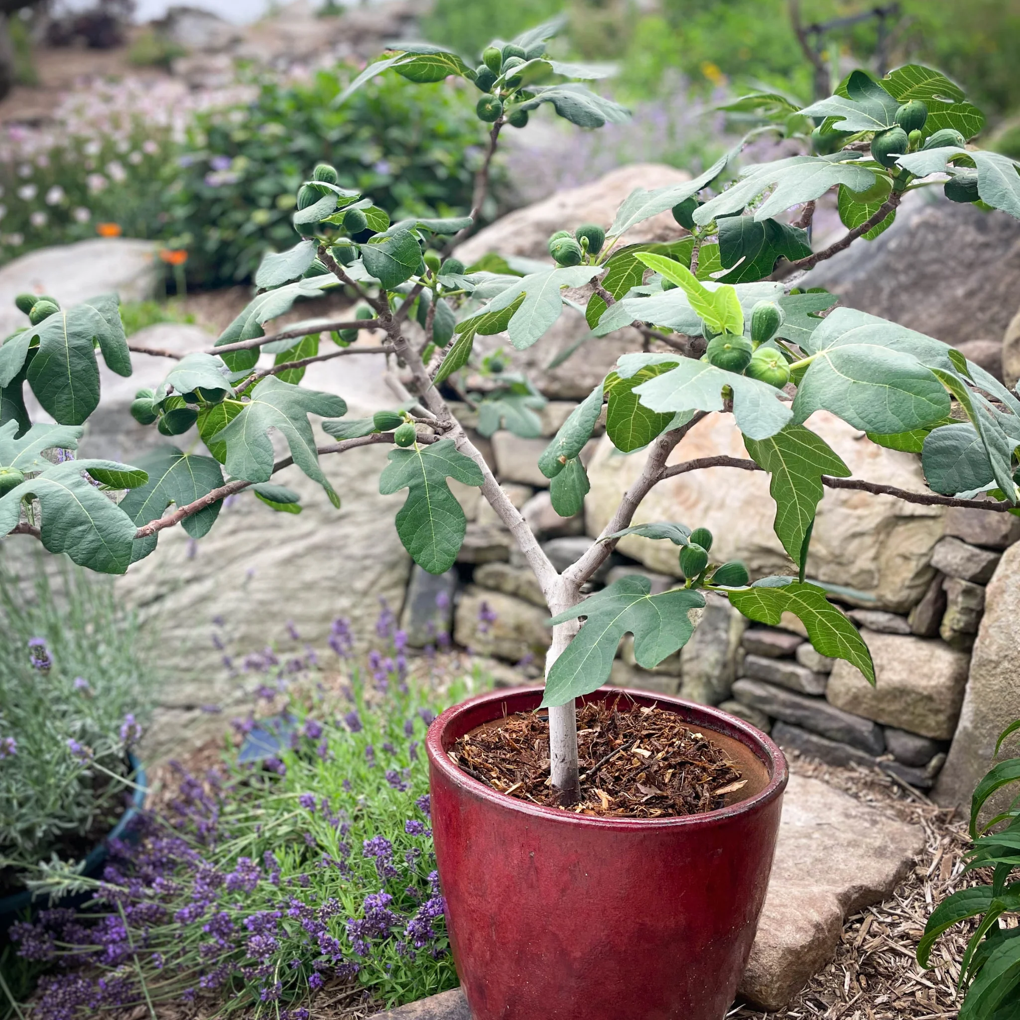 Fignomenal Fig - Image 6