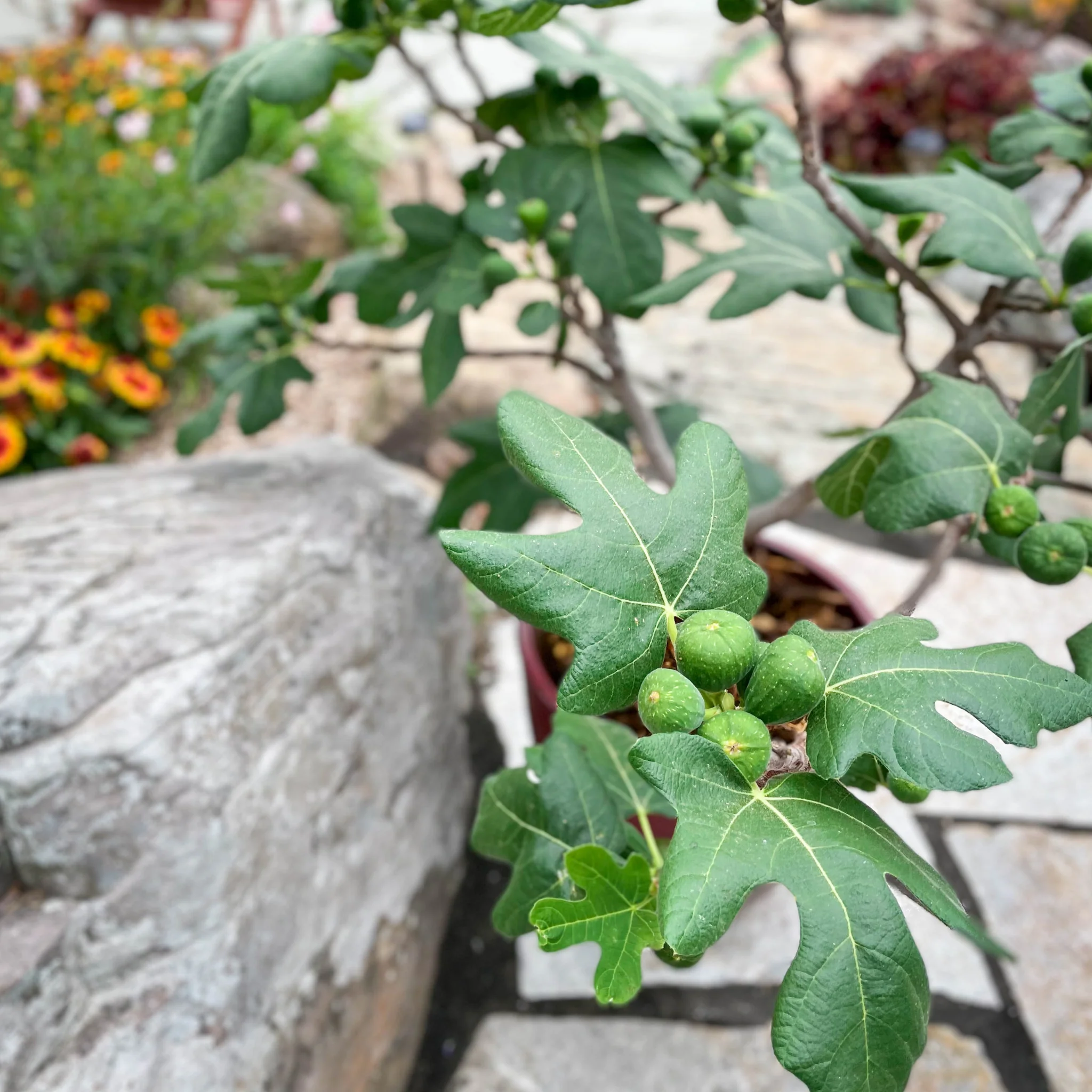 Fignomenal Fig - Image 7