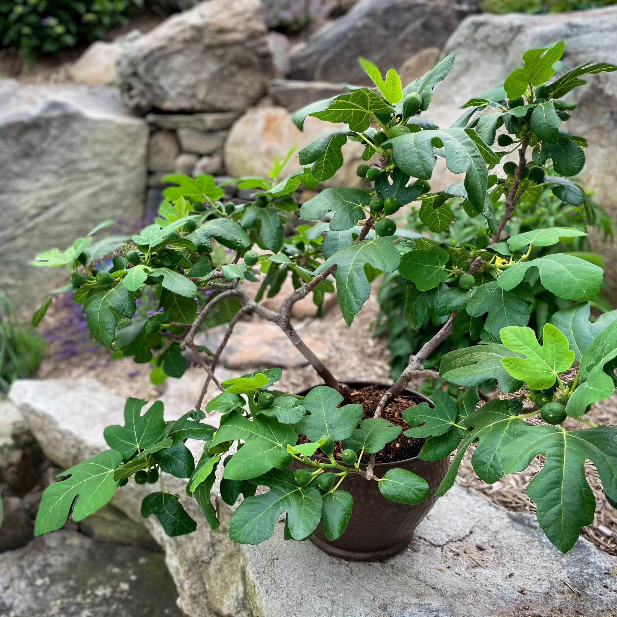 Fignomenal Fig - Image 8