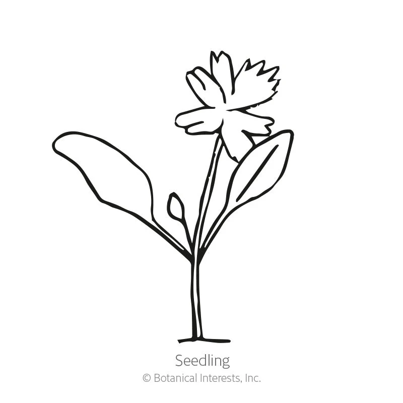 Parsley Italian Giant Org - Image 2