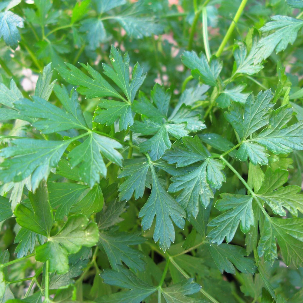 Parsley Italian Giant Org - Image 4