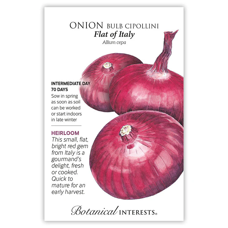 Flat of Italy Bulb Cipollini Onion Seeds - Image 3