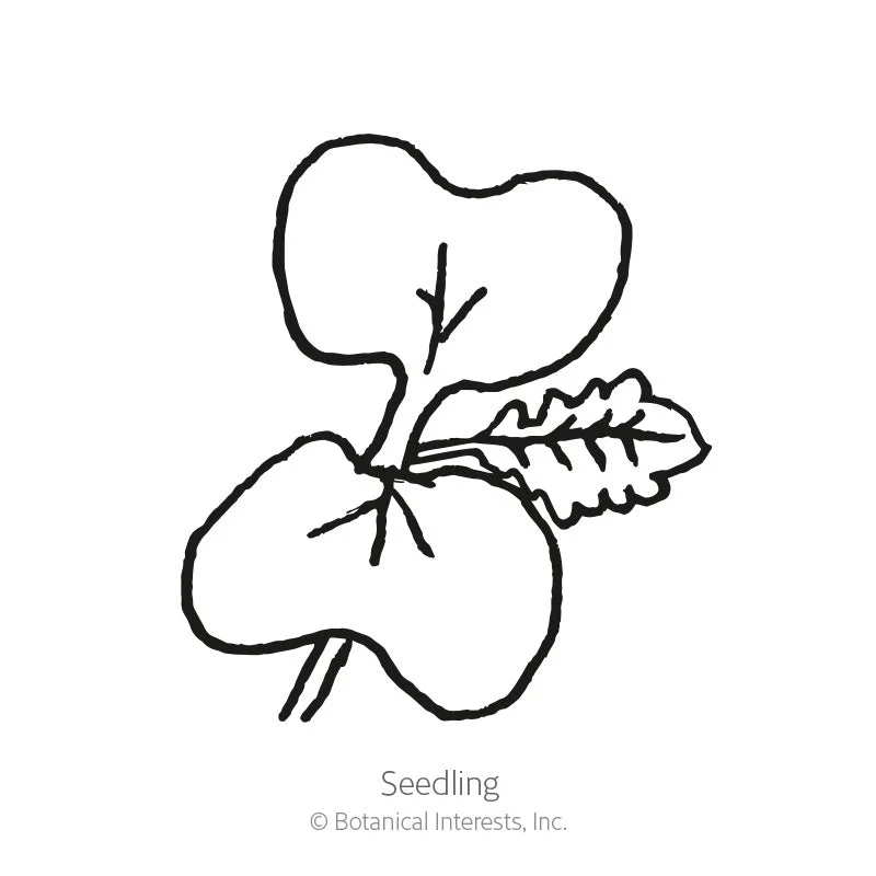 Florida Broadleaf Mustard Seeds - Image 2