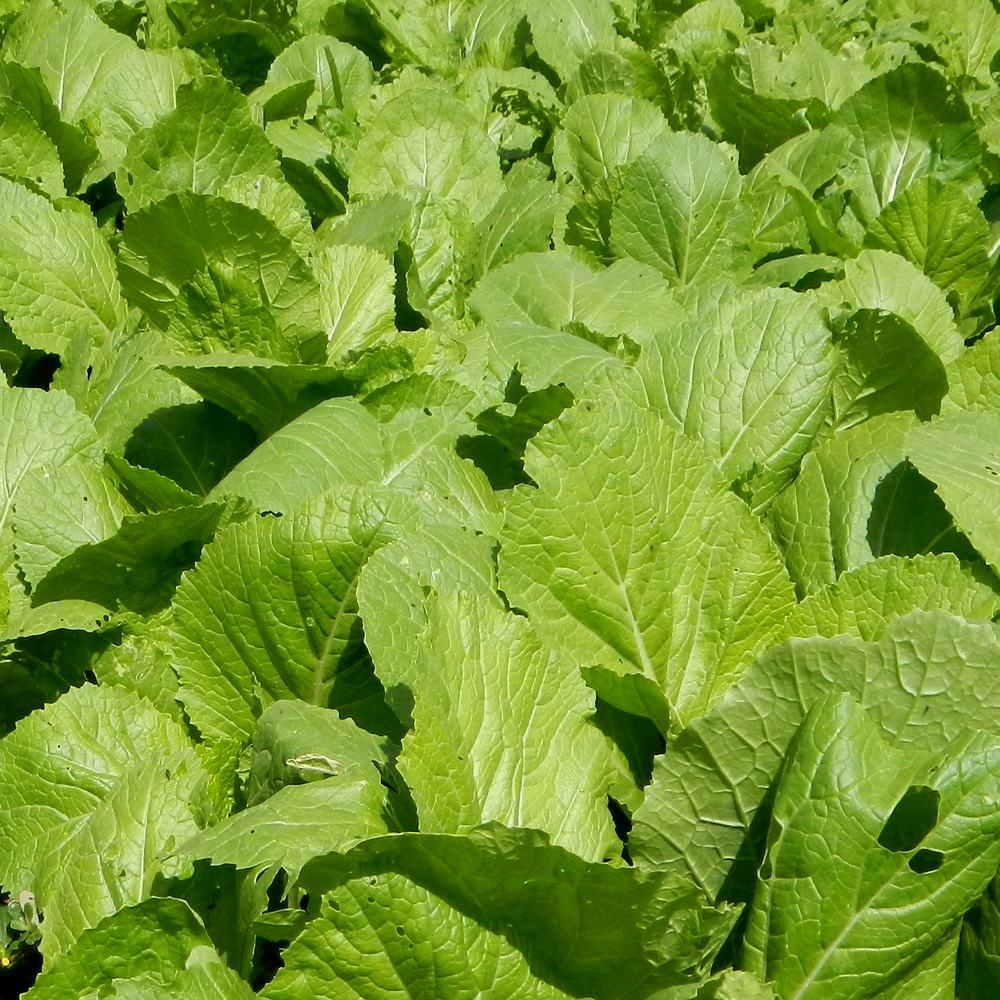 Florida Broadleaf Mustard Seeds - Image 4