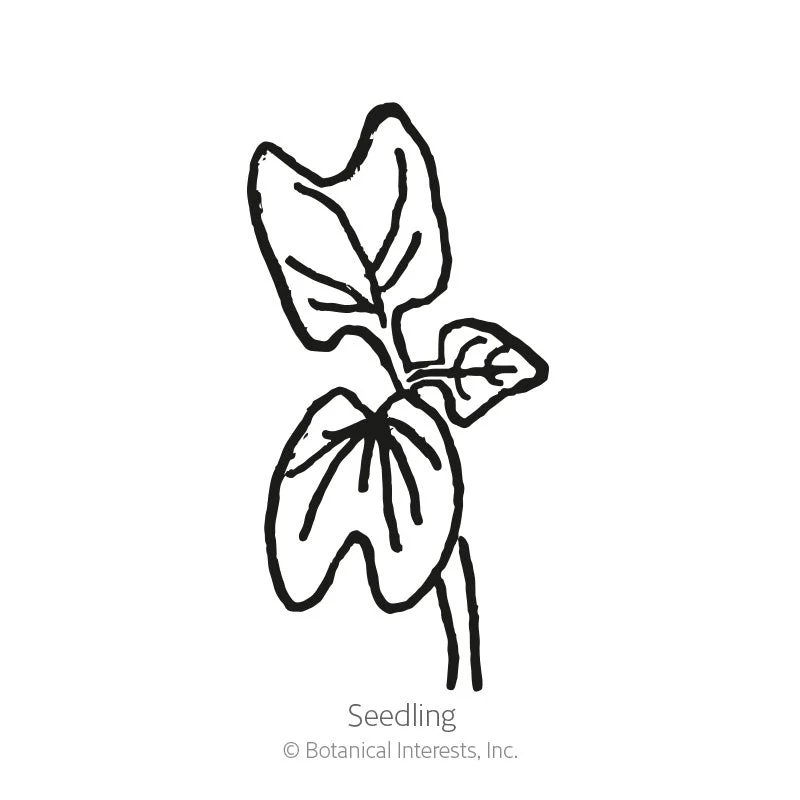 Flying Saucer Morning Glory Seeds - Image 2