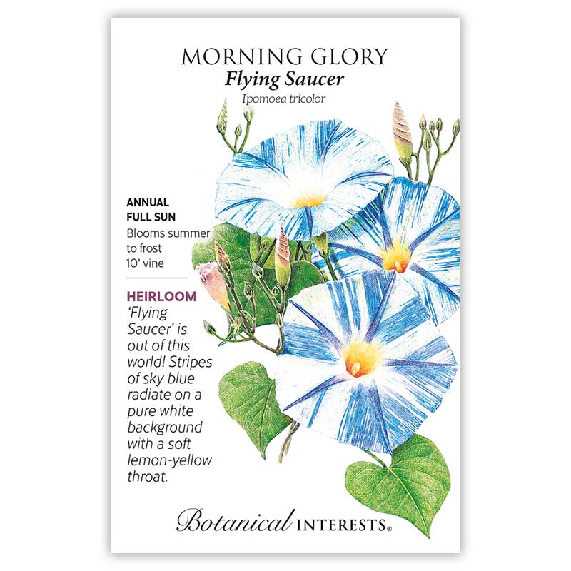 Flying Saucer Morning Glory Seeds - Image 3