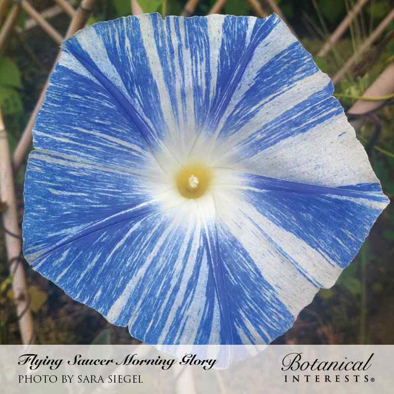 Flying Saucer Morning Glory Seeds - Image 4