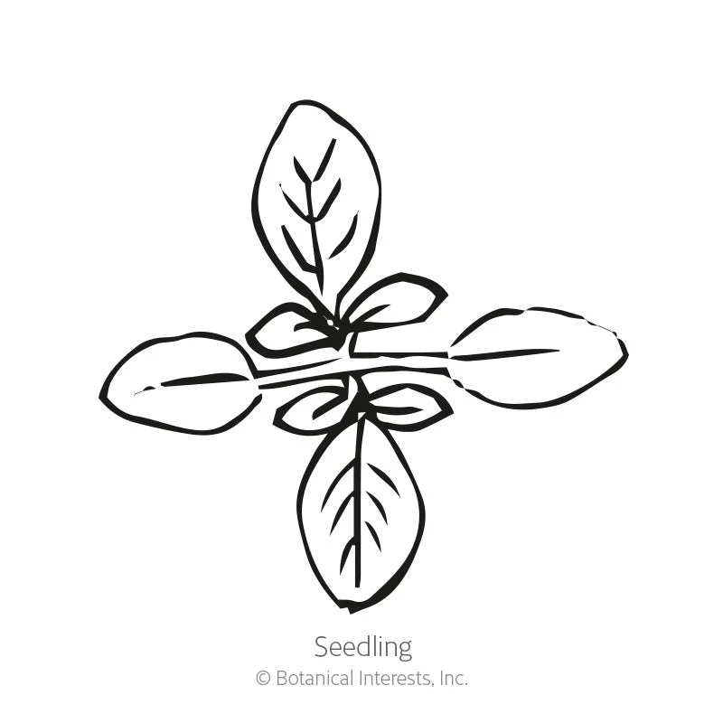 Fountain Blend Cleome (Spider Flower) Seeds - Image 2