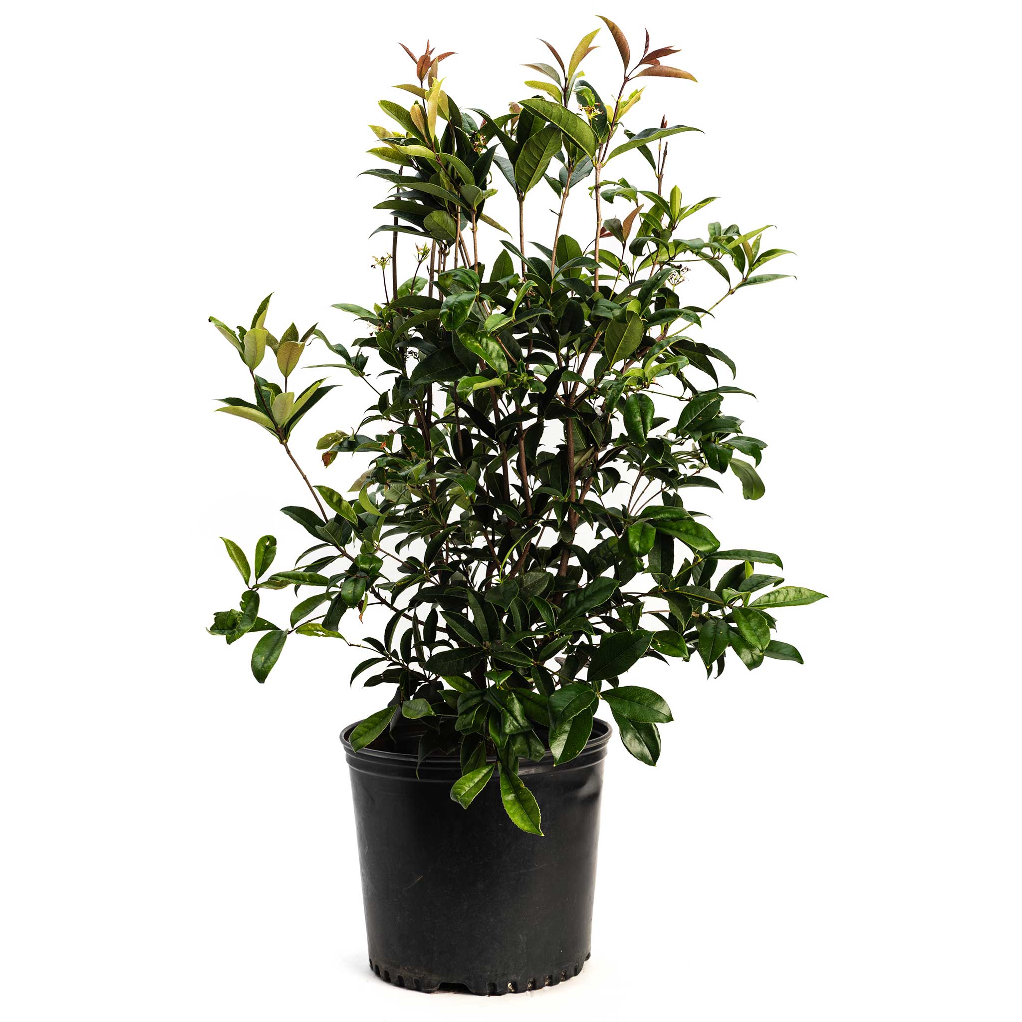 Fragrant Tea Olive Tree - Image 3