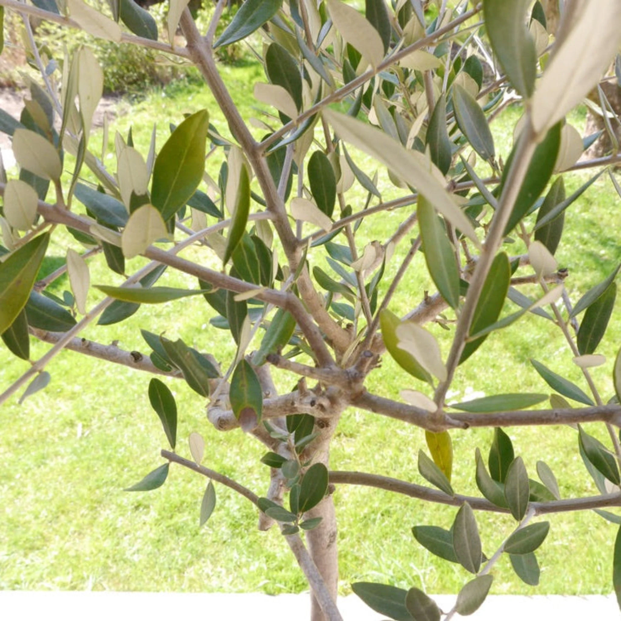 Frantoio Olive Tree - Image 2