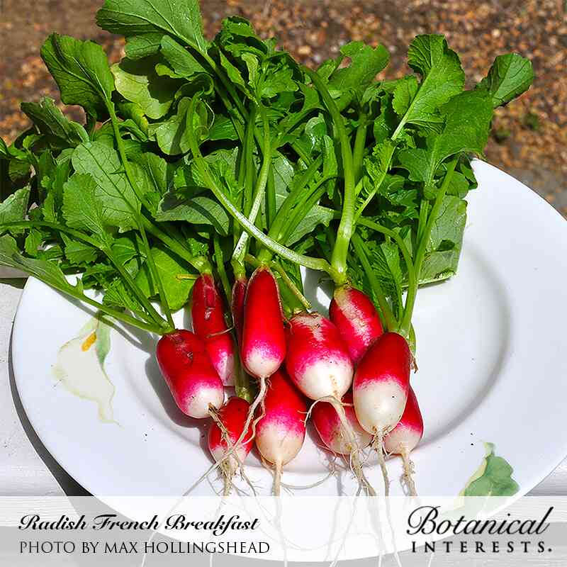French Breakfast Radish Seeds - Image 4