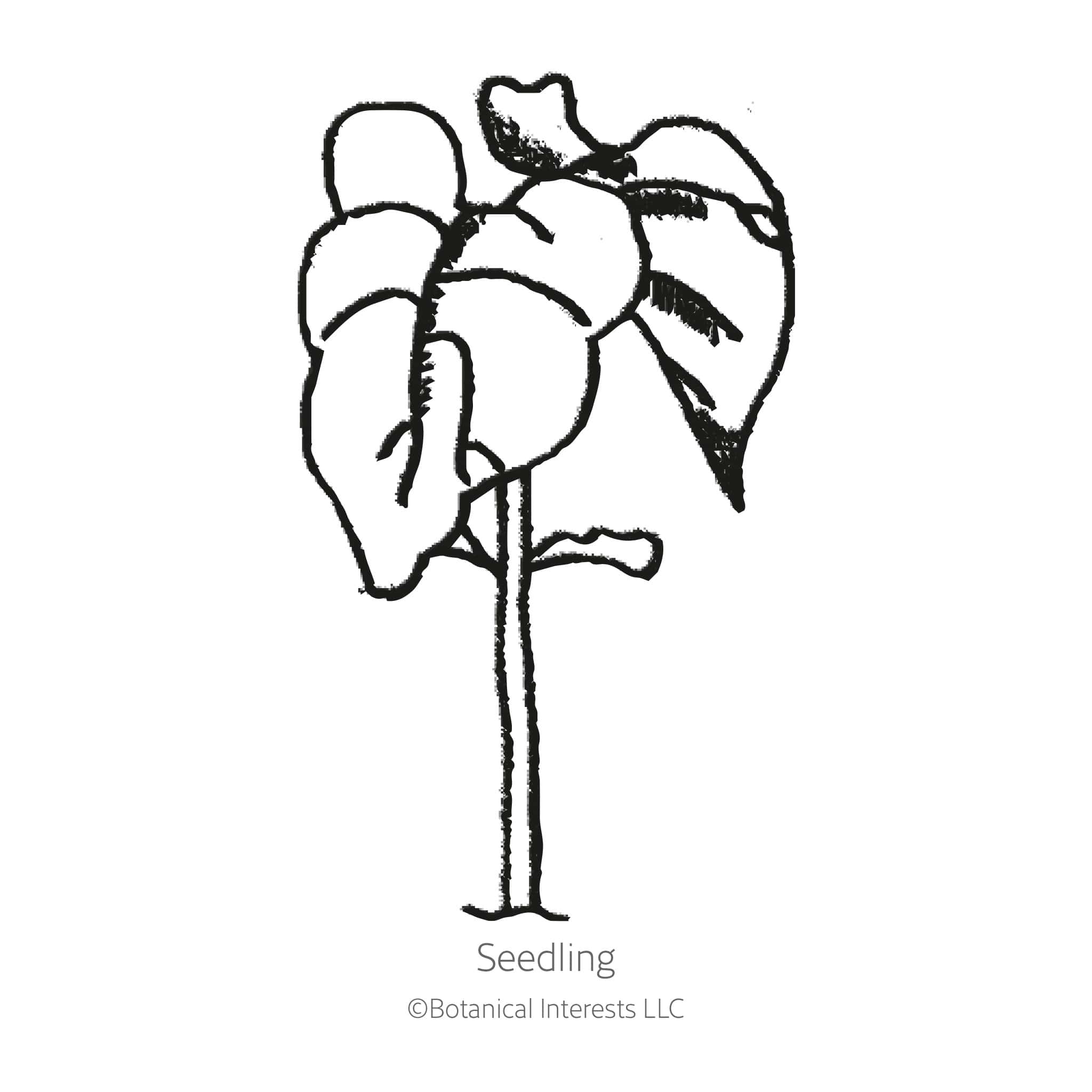 French Filet Bush Bean Seeds - Image 2