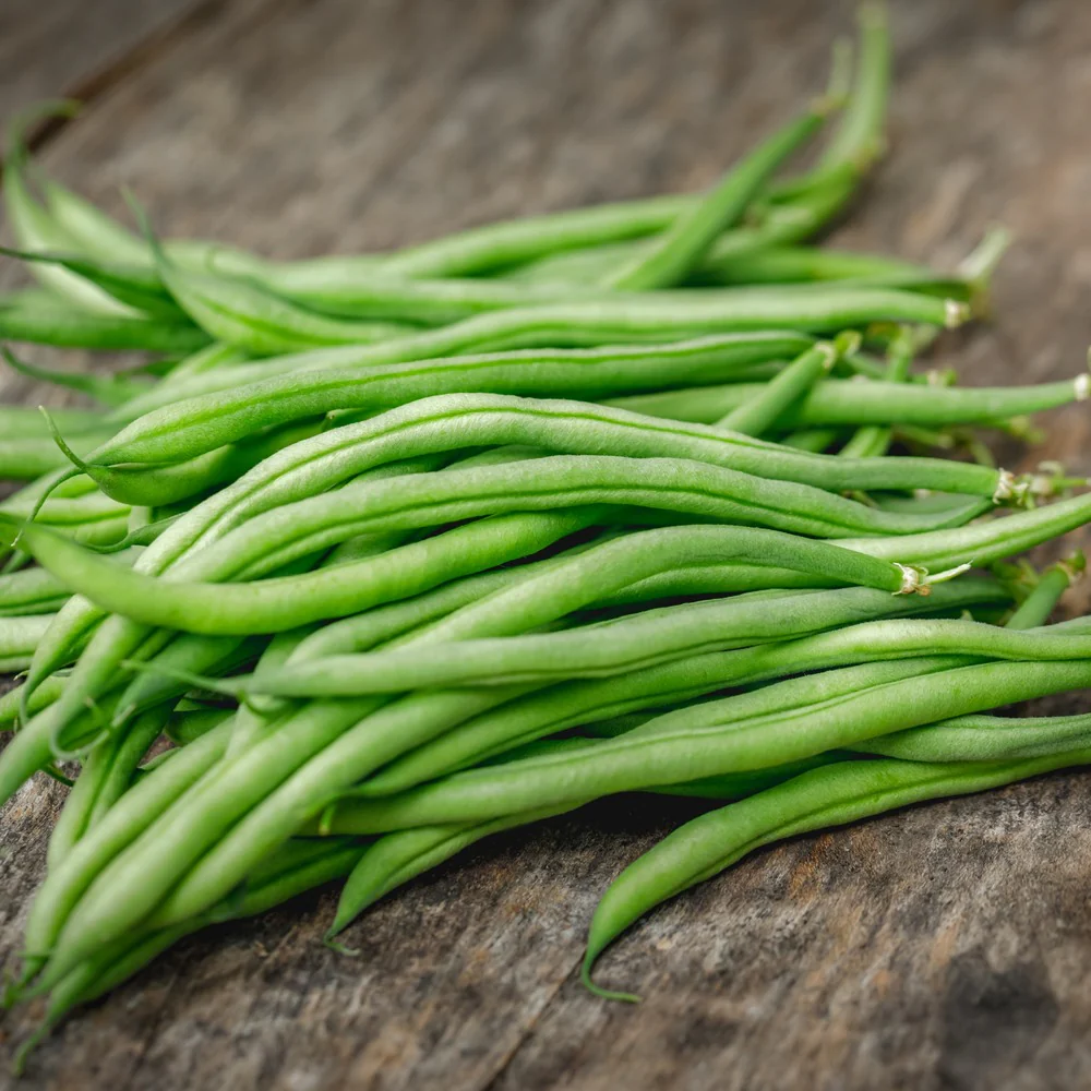 French Filet Bush Bean Seeds - Image 4