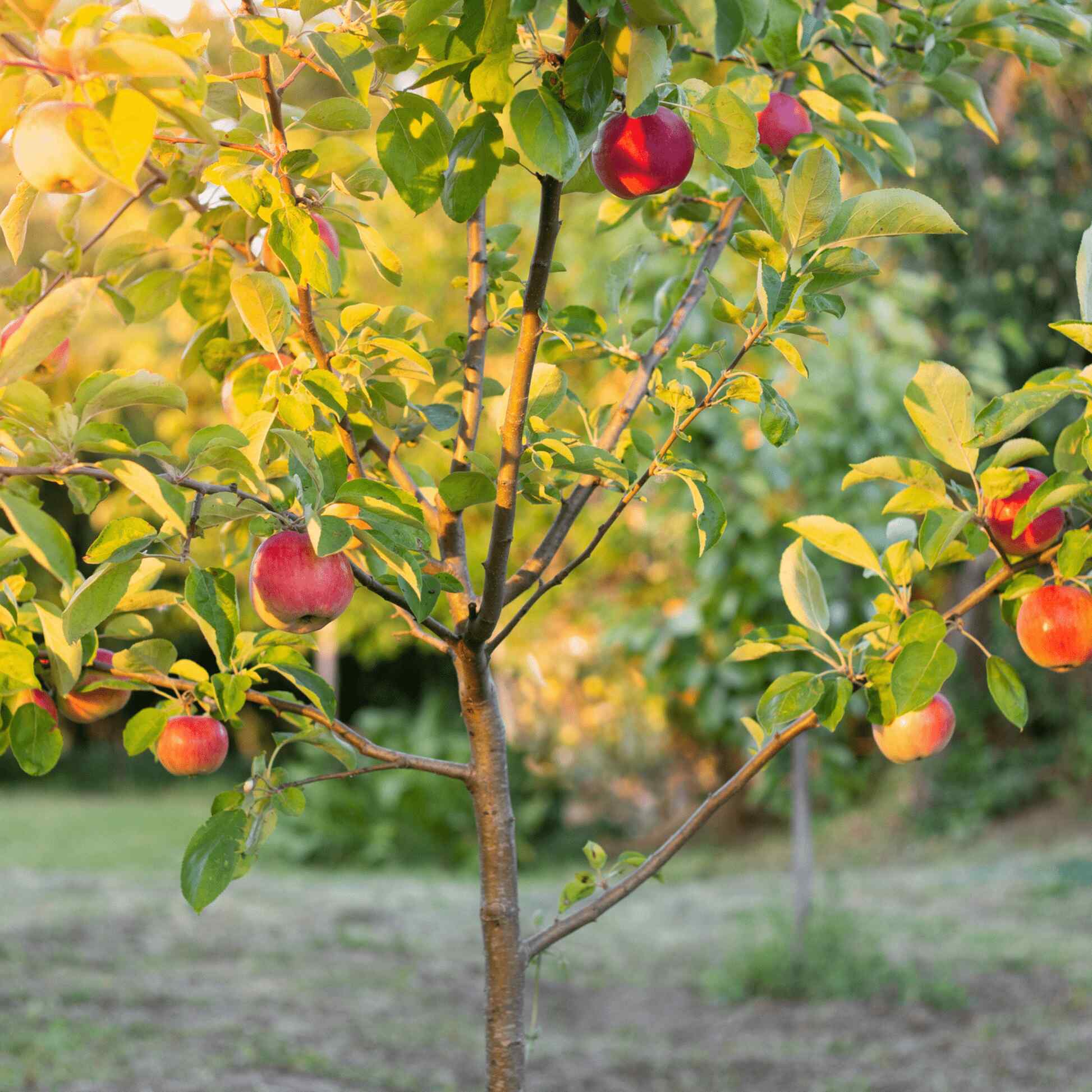 Fuji Apple Tree - Image 3