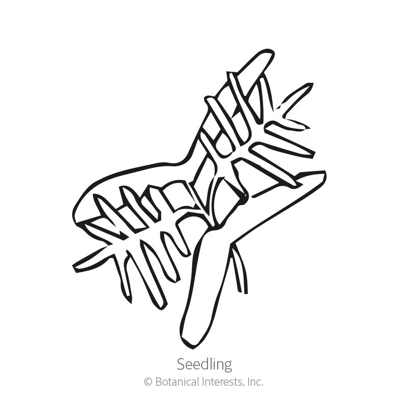 Funny Valentine Blend Cypress Vine Seeds - Image 2
