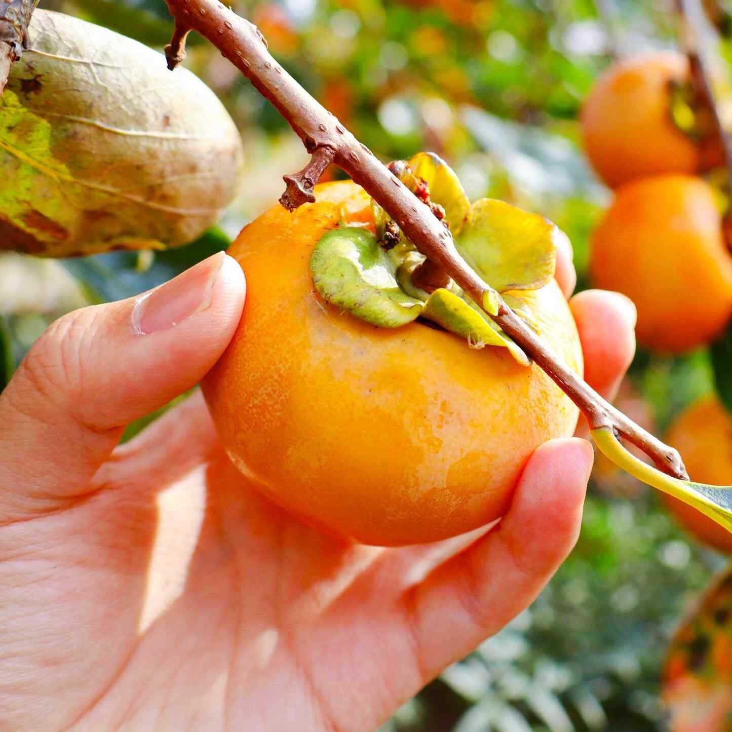 Fuyu Persimmon - Image 2