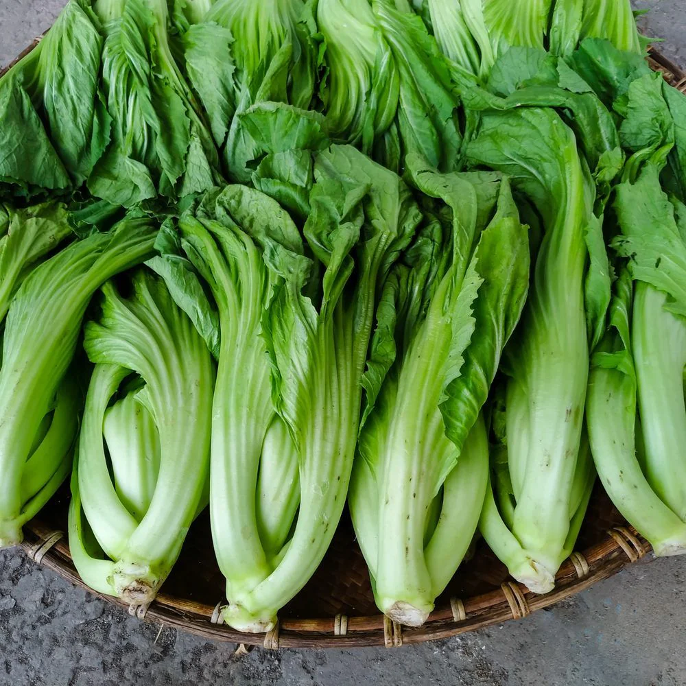 Gai Choy Mustard Seeds - Image 4