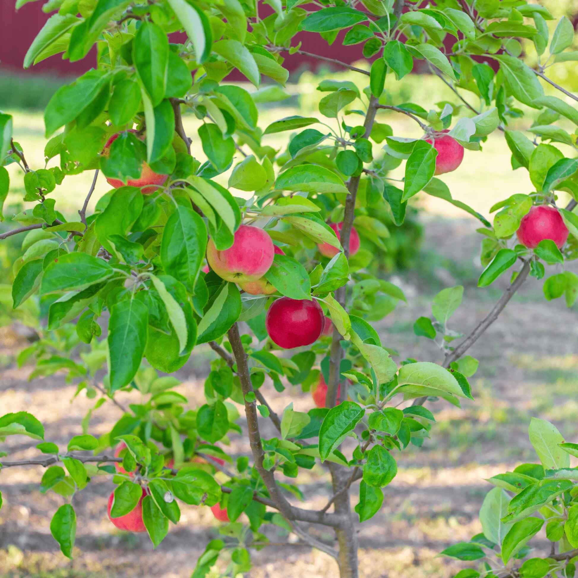 Gala Apple Tree - Image 2