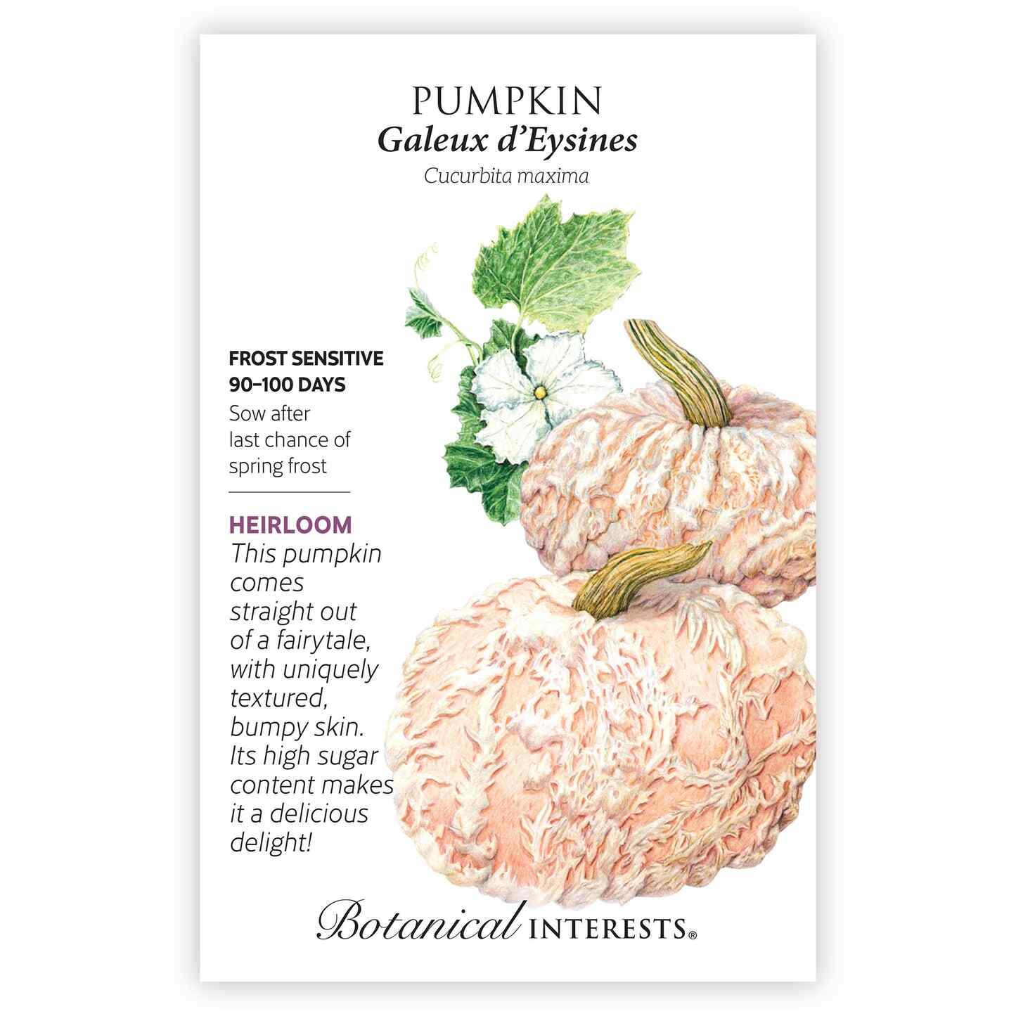 Galeux d'Eysines Pumpkin Seeds - Image 3