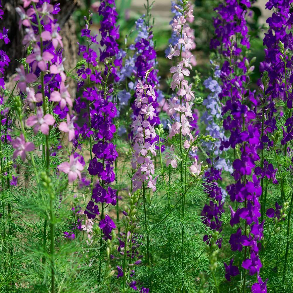 Galilee Blend Larkspur Seeds - Image 4