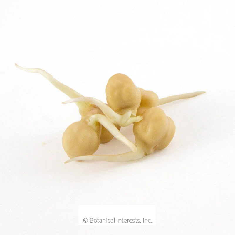 Garbanzo Bean Sprouts Seeds - Image 3