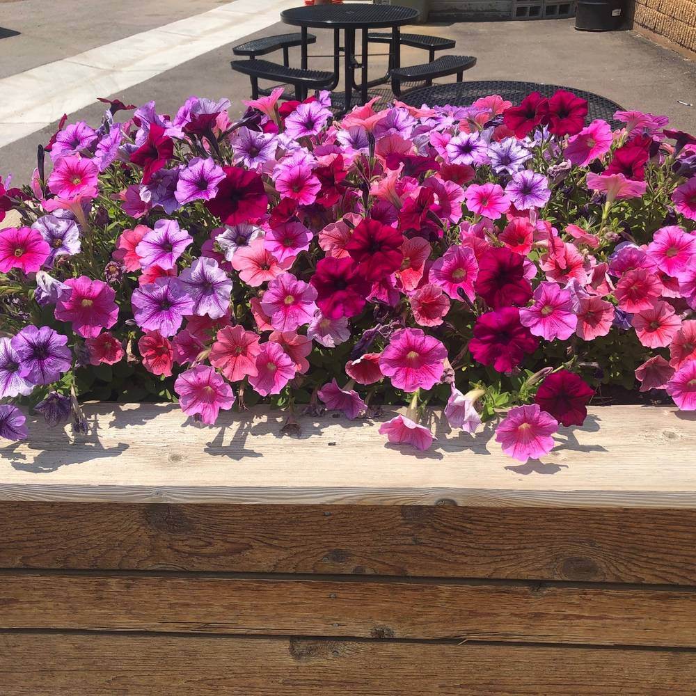 Garden Party Blend Petunia Seeds - Image 4