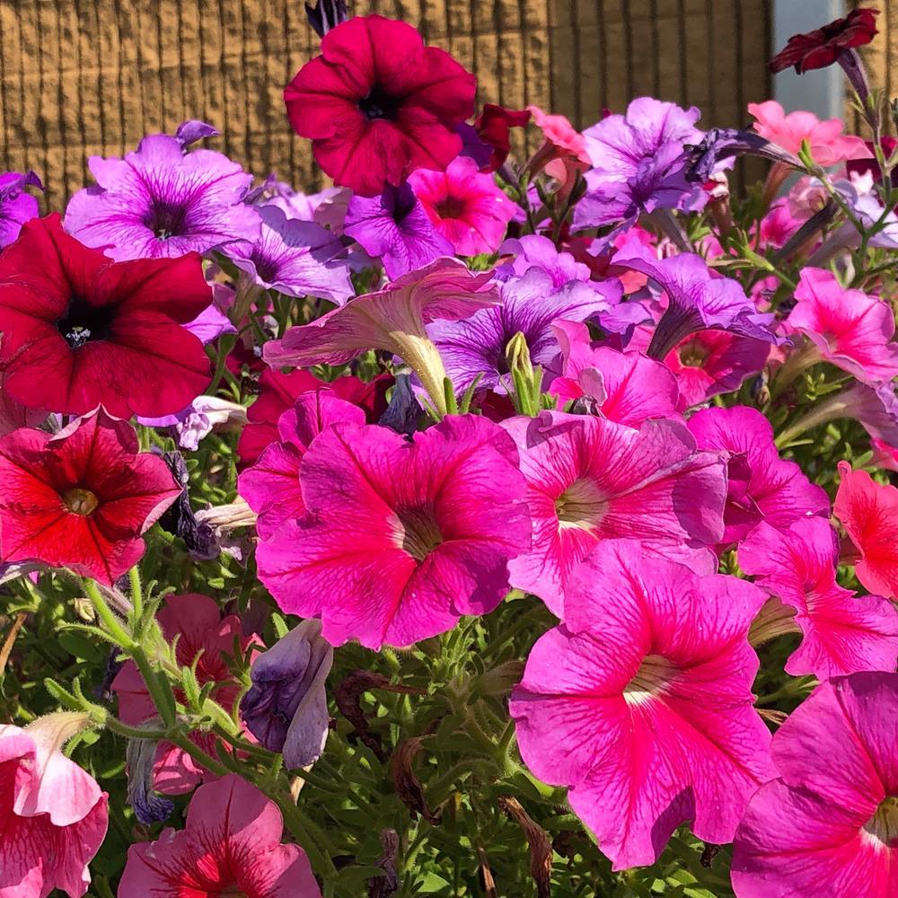 Garden Party Blend Petunia Seeds - Image 5