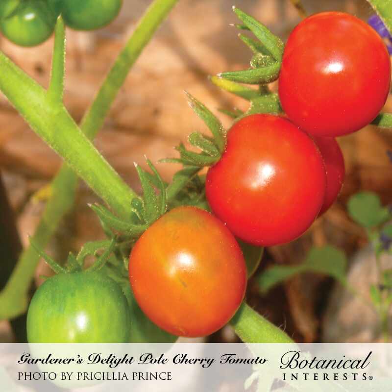Gardener's Delight Pole Cherry Tomato Seeds - Image 4