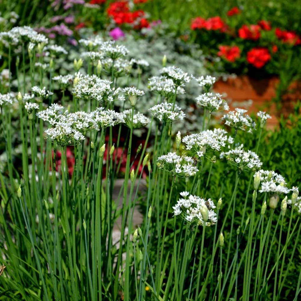 Garlic Chives Seeds - Image 4