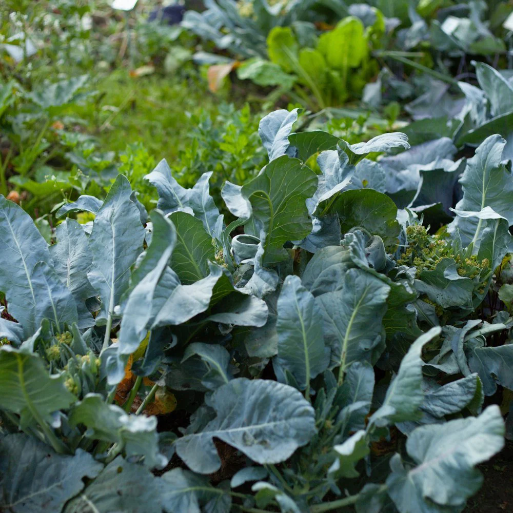 Georgia Southern Collards Seeds - Image 4