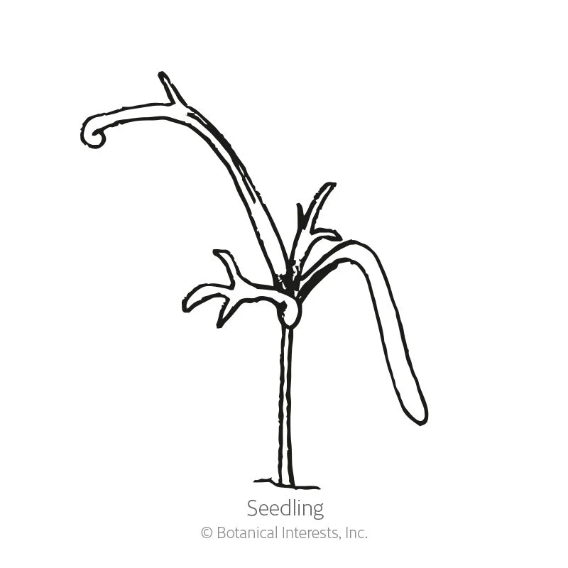 German Chamomile Seeds - Image 2