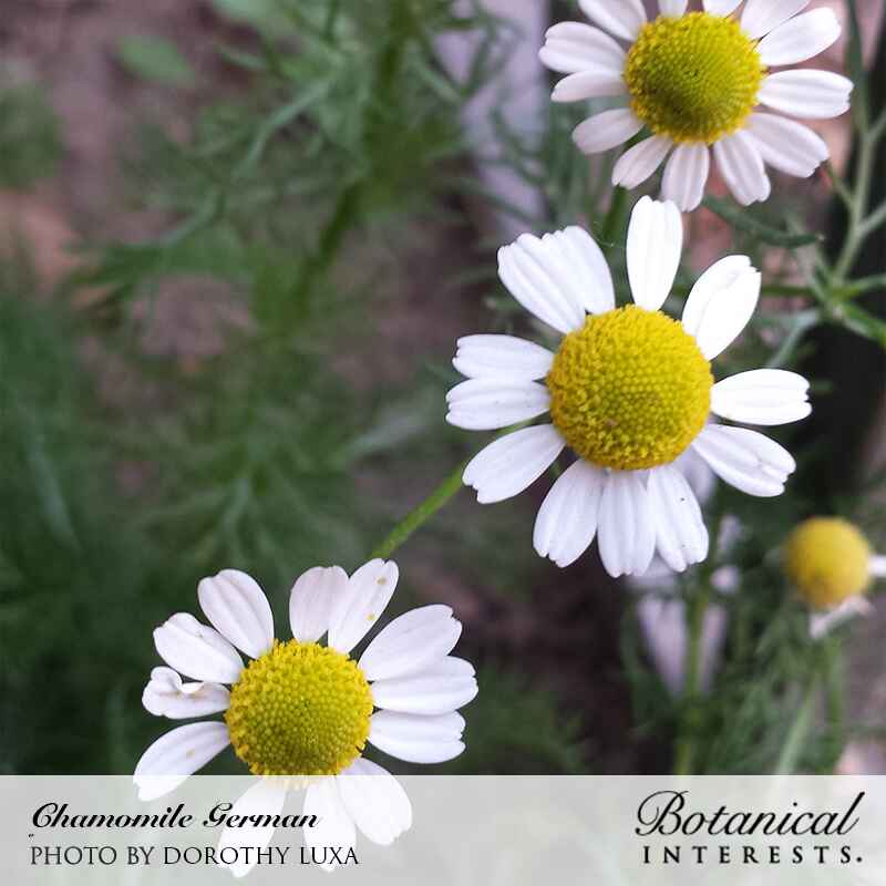 German Chamomile Seeds - Image 5